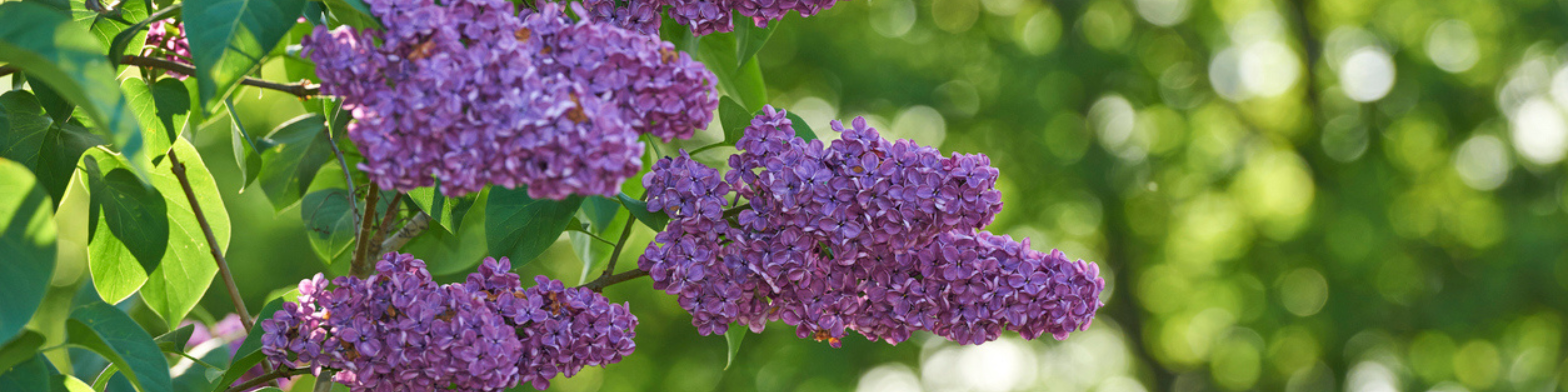 featured-image