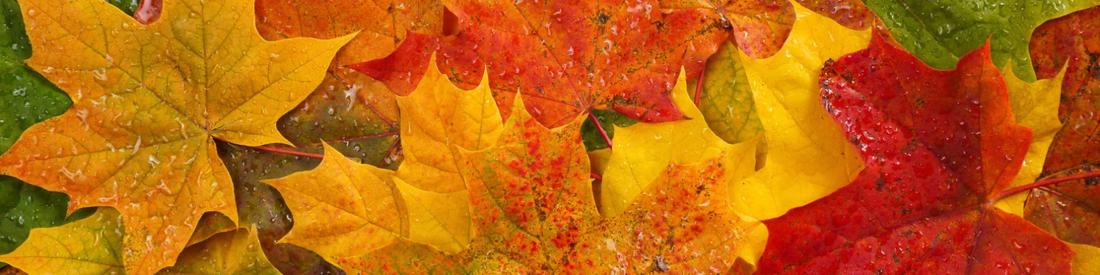 featured-image
